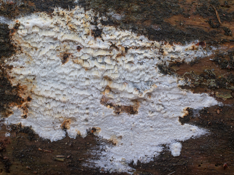 Skeletocutis kuehneri